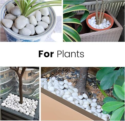 WHANLEY L&Q 2 LB صخور نهرية بيضاء كريمية (1.5 ~ 2.5 بوصة) صخور بيضاء للنباتات، أحجار زخرفية، صخور خزان الأسماك، حشوات المزهرية، الحصى البيضاء، حصى حوض السمك، الحصى، صخور النهر، أحجار الزينة، الصخور in Kuwait