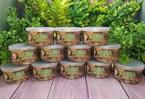 Jungle Bob - Canned Dubia Roaches - Preserved Feeder Insect Food for Reptiles - High Protein - Easy to Dispense from Can - Reusable Plastic Lid - Odor Free - Small - 0.44oz - Approximately 50 Count in Saudi Arabia