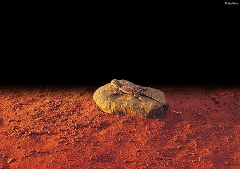Exo Terra Exo Terra Heat Wave Rock, Medium, 15.5 X 15.5 Cm (6\U201D X 6\U201D In), 10 W in Saudi Arabia