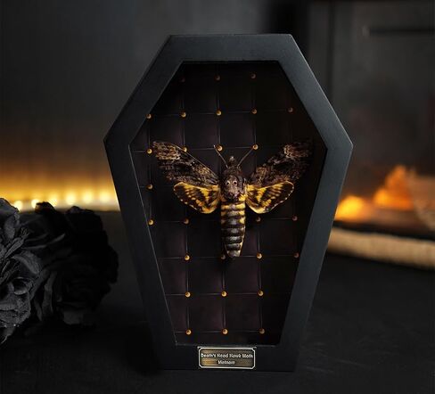 vinatimes Dead Head Moth Coffin Taxidermy Gift Dark Decor Dried Specimen Gothic Decor Entomology Curiosities Shadow Box Display Oddity Hanging Display Table Wall Home Room Decor CF18-01-NEM-MT in Saudi Arabia