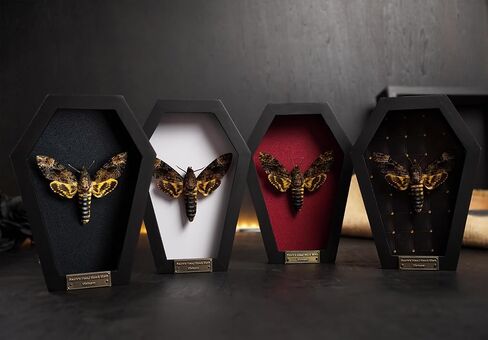 vinatimes Dead Head Moth Coffin Taxidermy Gift Dark Decor Dried Specimen Gothic Decor Entomology Curiosities Shadow Box Display Oddity Hanging Display Table Wall Home Room Decor CF18-01-NEM-MT in Saudi Arabia