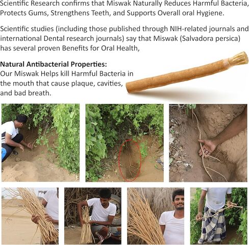 حزمة من 6 عصي ميسواك فرشاة أسنان طبيعية لتبييض الأسنان ، صحة الفم والتنفس الطازج ، Siwak عصا عضوية فرشاة الأسنان الخشبية المختومة ، عصي ميسواك للأسنان المسع in Saudi Arabia