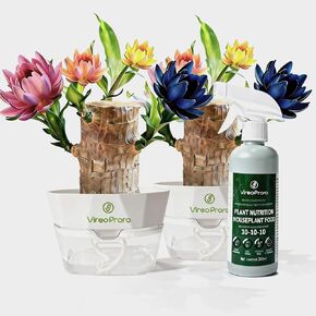 Brazilian Lucky Wood Live Plant – 1 Pack, About to Sprout, Palo de Brasil from U.S. Farm, Beginner-Friendly Low-Maintenance Indoor Décor Plant, Mini Desktop Ornament, Lucky Bamboo Alternative in Saudi Arabia