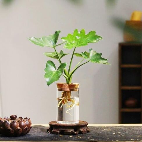 Plant Propagation Stations, Desktop Propagated Plant Jars, Lid Hydroponic Glass Planter for Office and Home Table Decorations in Saudi Arabia