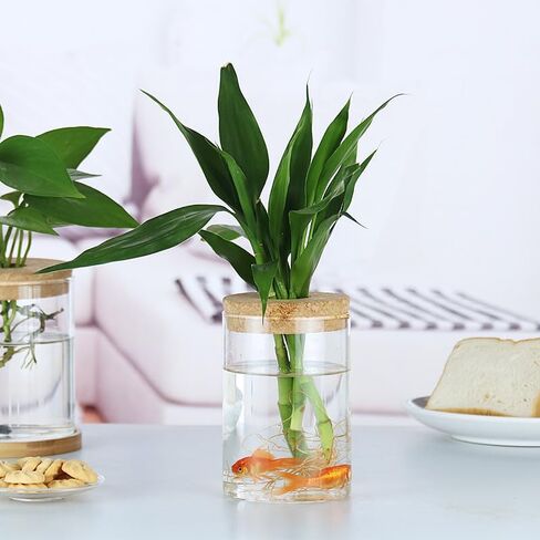 Plant Propagation Stations, Desktop Propagated Plant Jars, Lid Hydroponic Glass Planter for Office and Home Table Decorations in Saudi Arabia