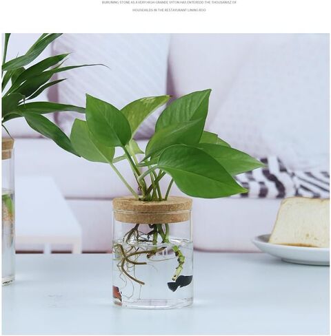 Plant Propagation Stations, Desktop Propagated Plant Jars, Lid Hydroponic Glass Planter for Office and Home Table Decorations in Saudi Arabia