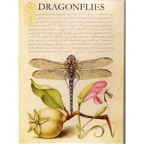 Greeted Card Collection Dragonflies Note Cards - Boxed Set of 16 Note Cards with Envelopes
