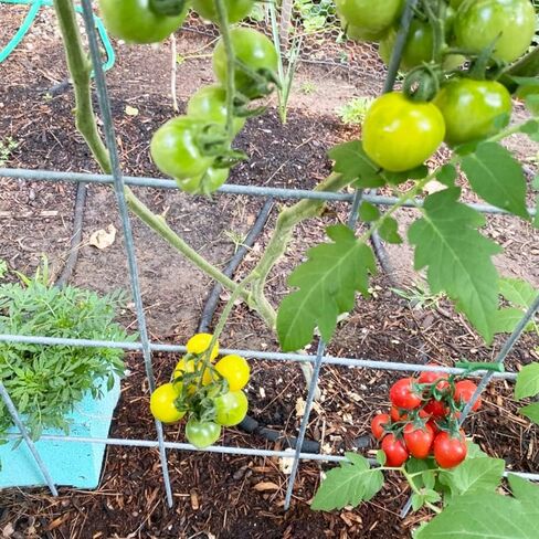 2 Strings of Lifelike Artificial Cherry Tomatoes Realistic Fake Tomato Simulation Vegetables Fruits for Home, Garden, Display Cabinet, Photography, Christmas, Harvest Festival Decoration in Saudi Arabia