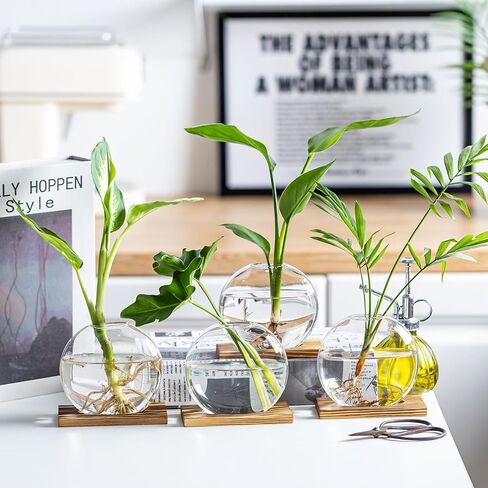 Propagation Vases for Plants - Glass Terrarium Planter with Wooden Stand, Small Desktop Oblate Hydroponic Propagation Vases for Modern Home & Office Decor (2) in Saudi Arabia