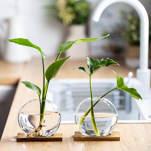 Propagation Vases for Plants - Glass Terrarium Planter with Wooden Stand, Small Desktop Oblate Hydroponic Propagation Vases for Modern Home & Office Decor (2) in Saudi Arabia