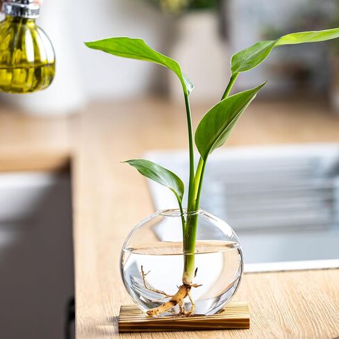 Propagation Vases for Plants - Glass Terrarium Planter with Wooden Stand, Small Desktop Oblate Hydroponic Propagation Vases for Modern Home & Office Decor (2) in Saudi Arabia