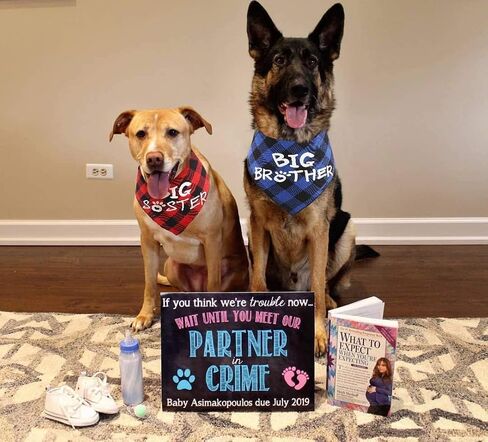 Big Brother Dog Bandana,Buffalo Plaid Pet Pregnancy Announcement Scarf in Kuwait