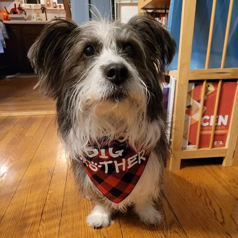 Big Brother Dog Bandana,Buffalo Plaid Pet Pregnancy Announcement Scarf in Kuwait
