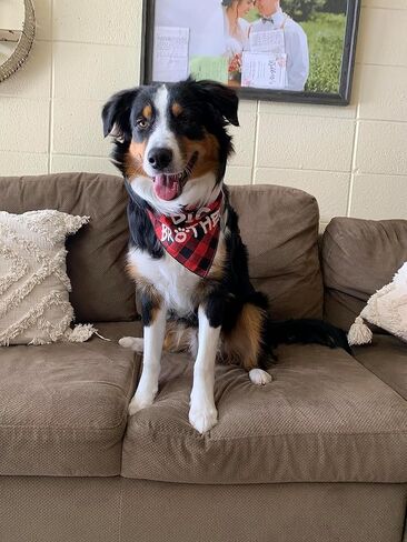 Big Brother Dog Bandana,Buffalo Plaid Pet Pregnancy Announcement Scarf in Kuwait
