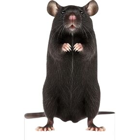 Pig 4FT Life Size Cardboard Cutout, Farm Animal Cutouts, Safari Decor, Fun Standup for Photo Booths, Birthday Party, 1PC in Kuwait