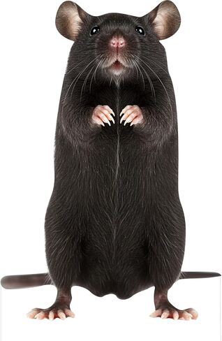 Pig 4FT Life Size Cardboard Cutout, Farm Animal Cutouts, Safari Decor, Fun Standup for Photo Booths, Birthday Party, 1PC in Kuwait