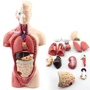 11-inch Male Human Torso Body Anatomy Model Including Skeleton Visceral for Medical Students Study