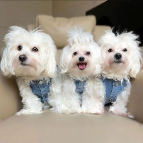 Dog Harness Jacket, Dog Denim Jacket, Luxury Dog Clothes, Swarovski Stone Back Design Dog Clothes, ropa para Perros pequenos, XXS Dog Clothes, Dog Jeans, Teacup Dog Clothes, Blue Jean pet Clothes in Saudi Arabia