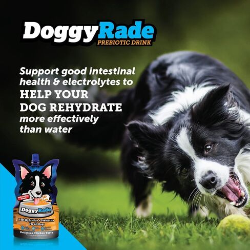 DoggyRade – Dog Sports Drink (Prebiotic, Isotonic Drink for Dogs) | Electrolytes, Nutrients & Amino Acids | Quick Hydration Drink for Dogs + Low Calorie | More Than Just Water! | Chicken | 500ml x 6 in Saudi Arabia