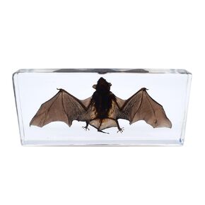 Large Taxidermy Real Bat Specimens Animal Specimen in Resin for Science Classroom Science Education X-Large(5.3x3.5x1.4 Inch)