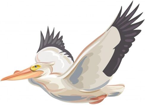 ملصق حائط Wallmonkeys Pelican قابل للتقشير واللصق (12 بوصة عرض × 9 بوصة ارتفاع) WM147470 in Kuwait