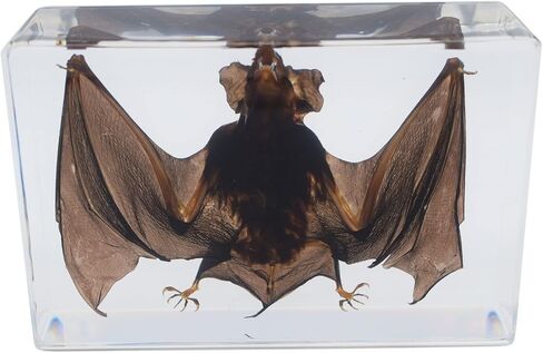 Large Taxidermy Real Bat Specimens Animal Specimen in Resin for Science Classroom Science Education X-Large(5.3x3.5x1.4 Inch) in Saudi Arabia
