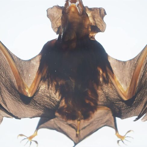 Large Taxidermy Real Bat Specimens Animal Specimen in Resin for Science Classroom Science Education X-Large(5.3x3.5x1.4 Inch) in Saudi Arabia