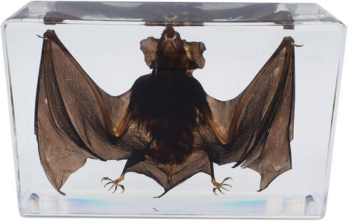Large Taxidermy Real Bat Specimens Animal Specimen in Resin for Science Classroom Science Education X-Large(5.3x3.5x1.4 Inch) in Saudi Arabia