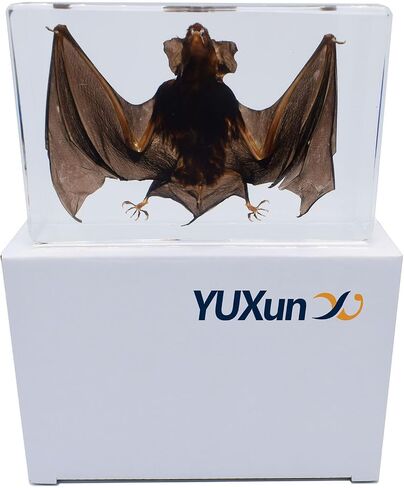 Large Taxidermy Real Bat Specimens Animal Specimen in Resin for Science Classroom Science Education X-Large(5.3x3.5x1.4 Inch) in Saudi Arabia