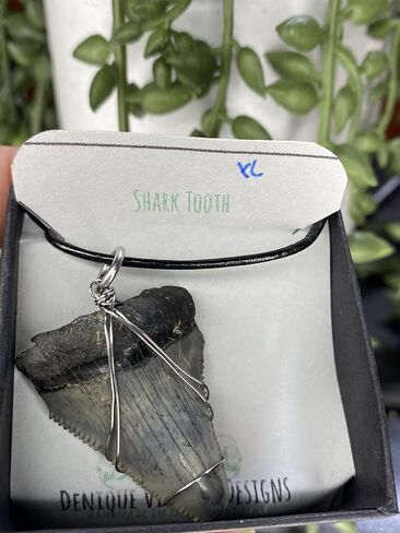 Genuine North Carolina Megalodon Shark Tooth Necklace Wrapped in your choice of metal Real Fossil Shark Tooth Pendant Necklace, Jurassic gift- in Kuwait