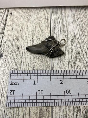 Genuine North Carolina Megalodon Shark Tooth Necklace Wrapped in your choice of metal Real Fossil Shark Tooth Pendant Necklace, Jurassic gift- in Kuwait