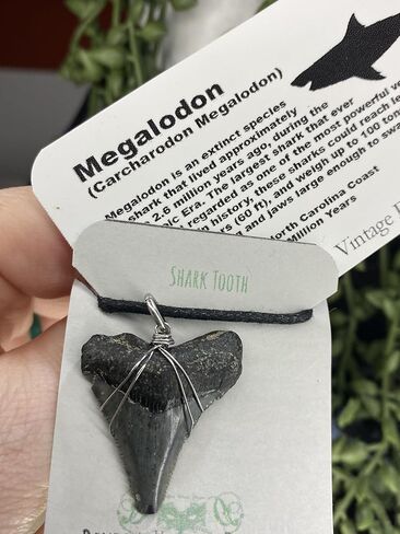 Genuine North Carolina Megalodon Shark Tooth Necklace Wrapped in your choice of metal Real Fossil Shark Tooth Pendant Necklace, Jurassic gift- in Kuwait