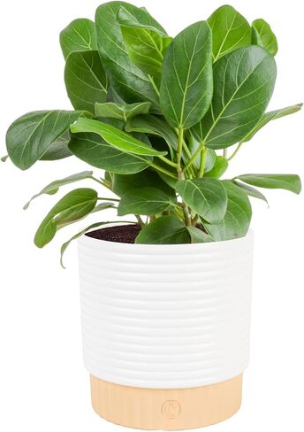 Costa Farms Ficus Live Plants (Pack of 6), Easy to Grow Live Indoor Houseplants, Grower's Choice Collection, Potted in Minimal Decor Plant Pots, Potting Soil, Housewarming Gift, Home and Room Decor in Saudi Arabia