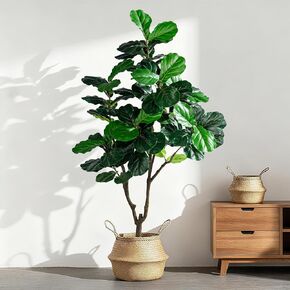 شجرة تين صناعية من أوراق الكمان بطول 8 أقدام مع زارع أبيض، نبات كمان واقعي من نبات القيثارة، شجرة وهمية طويلة مع أوراق طبيعية المظهر، شجرة وهمية للديكور الداخلي والخارجي للمنزل والمكتب in Kuwait