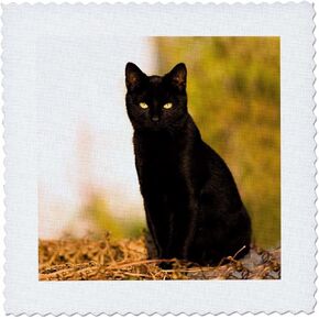 3dRose LLC qs_3163_1 Black Cat Quilt Square, 10 by 10-Inch