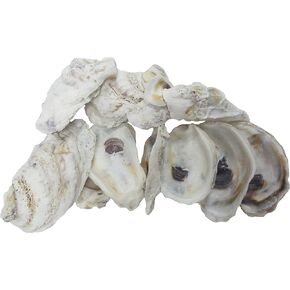 U.S. Shell, Oyster Shells, 4 to 5 inches, 3.75"-5", 20 Count