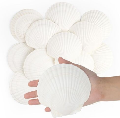 Jangostor 20 PCS Scallop Shells Seashell الطبيعية ، 2.3 "إلى 3.5" قذائف الأسقلوب البيضاء in Kuwait