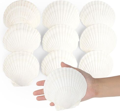 Jangostor 20 PCS Scallop Shells Seashell الطبيعية ، 2.3 "إلى 3.5" قذائف الأسقلوب البيضاء in Kuwait