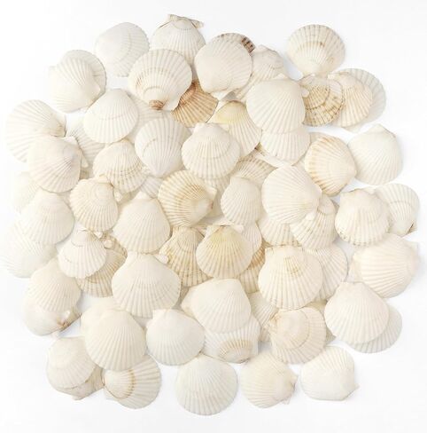 Jangostor 20 PCS Scallop Shells Seashell الطبيعية ، 2.3 "إلى 3.5" قذائف الأسقلوب البيضاء in Kuwait