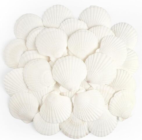 Jangostor 10 PCS Scallop Shells Natural Seashell ، 4 "إلى 5" قذائف الأسقلوب البيضاء in Kuwait