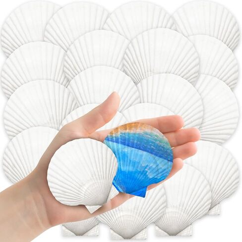 YUJUN 18PCS Large Natural Scallop Shells,4''-5'' White Seashells Bulk for Crafts DIY Painting Baking and Ocean Summer Beach Wedding Home Decorations(2 Sizes) in Kuwait