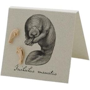 Manatee Stud Earrings - 14k gold plate in Kuwait