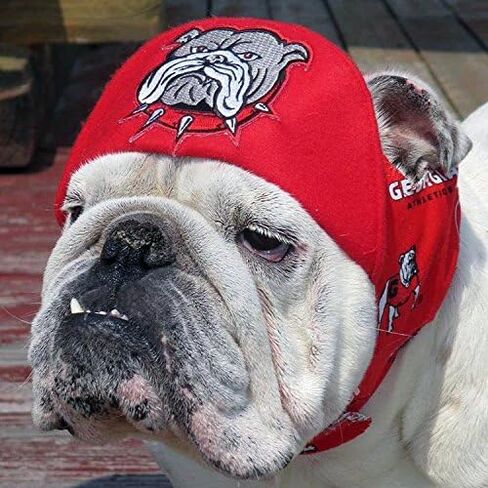 Bulldog Patch Embroidered Iron-On Dog Applique English Canine Souvenir in Saudi Arabia