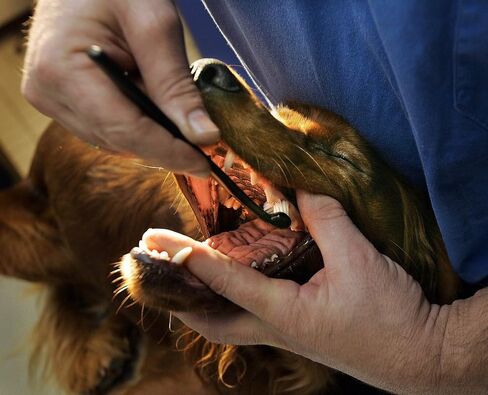 Petosan Double-Headed Toothbrush, Dental Cleaning Accessory for Small Dogs in Saudi Arabia