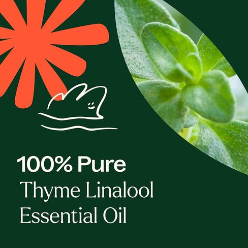 Plant Therapy Thyme Linalool Essential Oil 30 mL (1 oz) 100% Pure Thyme Essential Oil, Undiluted, Immune Support in Saudi Arabia