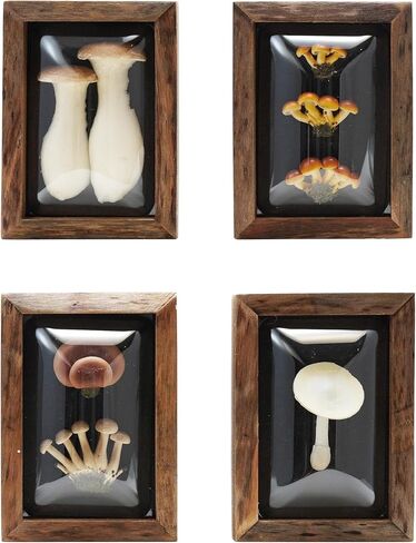 Creative Co-Op 4-Piece Wood Framed Shadow Box Wall Décor, Multicolor in Saudi Arabia