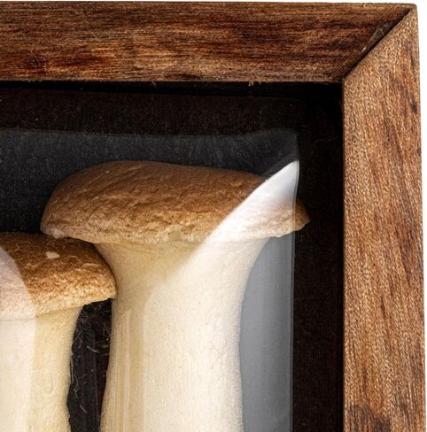 Creative Co-Op 4-Piece Wood Framed Shadow Box Wall Décor, Multicolor in Saudi Arabia