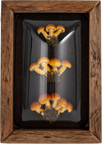 Creative Co-Op 4-Piece Wood Framed Shadow Box Wall Décor, Multicolor in Saudi Arabia