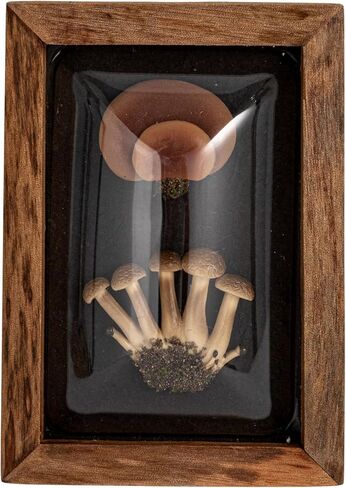 Creative Co-Op 4-Piece Wood Framed Shadow Box Wall Décor, Multicolor in Saudi Arabia