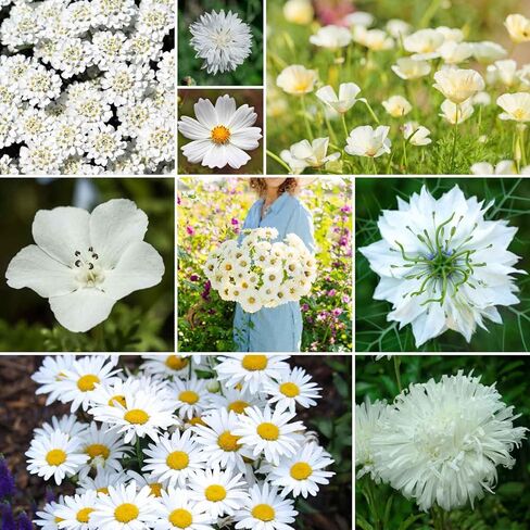 بذور Eden Brothers Crazy for Cosmos Flower المختلطة للزراعة، 1/4 رطل، 120.000+ بذور مع Cosmos Gloria، Pinkie، Purity | يجذب الملقحات، يزرع في الربيع أو الخريف، المناطق 3، 4، 5، 6، 7، 8، 9، 10 in Saudi Arabia